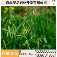 燕麥草 養(yǎng)殖場(chǎng)燕麥草 牛羊、兔子、荷蘭豬和豚鼠寵物牧草