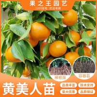 黃美人柑桔樹早熟柑橘雜雜柑柑橘愛(ài)媛68盆栽苗重慶基地直發(fā)包技術(shù)