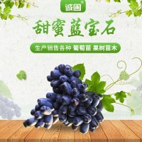 甜蜜無(wú)核藍(lán)寶石嫁接樹苗葡萄苗 南北方種植甜蜜藍(lán)寶石葡萄苗
