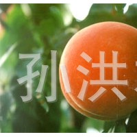 果樹類0.4桃苗1年中國(guó)種苗2-3年桃苗歡迎洽談