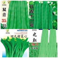 批發(fā)菜園蔬菜種子青梗柳葉空心菜10克盆栽陽(yáng)臺(tái)院子菜籽廠家直銷(xiāo)