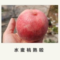 蒙陰 現(xiàn)摘新鮮當季水果 沂蒙山 突圍 水蜜桃 甜桃 紅桃 水蜜桃