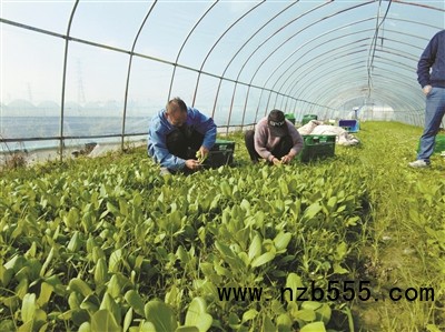 種植基地里，種植戶忙著采收蔬菜。