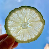 博檸特級(jí)檸檬干500g泡水無籽香水檸檬片烘干去皮即食泡茶檸檬茶