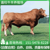 【魯西黃?！楷F(xiàn)貨嘉旺魯西黃牛苗 批發(fā)出售養(yǎng)殖場牛肉牛犢