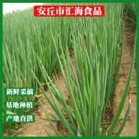 四季蔥聰苗菜蒜保鮮大蔥廠家直銷(xiāo)安丘大蔥批發(fā)新鮮蔬菜 40千克起批