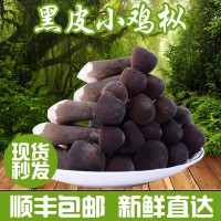 產(chǎn)地銷售云南特產(chǎn)黑皮雞樅菌新鮮雞樅菌農產(chǎn)品食用菌煲湯食材 2件起批