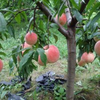 四川桃苗批發(fā)基地，國(guó)慶桃三年苗，品種保證基地直發(fā)