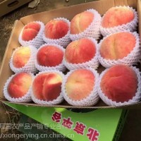 14號桃，平谷原產(chǎn)地直發(fā)，8月成熟大桃