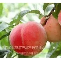黃桃，平谷產(chǎn)地直發(fā)大桃，黃桃批發(fā)，代收