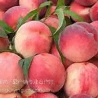平谷大桃24號,土特產(chǎn)禮品盒，平谷大桃采摘園，批發(fā)大桃
