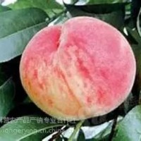 平谷大桃26號，平谷原產(chǎn)地直發(fā)，7月份成熟粘核、半離核