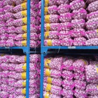 大量供應山東大蒜，干蒜，鮮蒜、市場蒜。蒜米料，出口大蒜