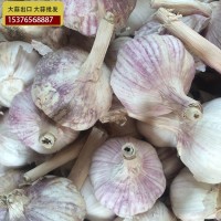 供應金鄉(xiāng)大蒜 大蒜出口殘次品2kg 28元 ，不影響使用，美觀度欠，