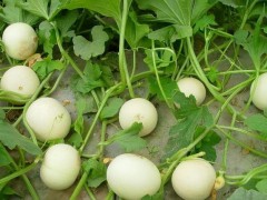 香瓜成熟期揭秘：從25天到80天，甜度背后的時間密碼
