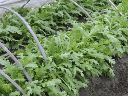 茼蒿種植全攻略：選對季節(jié)，種出鮮嫩好滋味